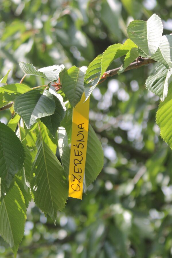 Marker ogrodniczy (mazak, pisak) permanentny, odporny Garden Marker II Czarny 1szt - obrazek 11