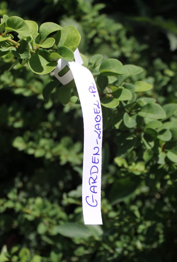 Marker ogrodniczy (mazak, pisak) permanentny, odporny Garden Marker II Czarny 1szt - obrazek 4