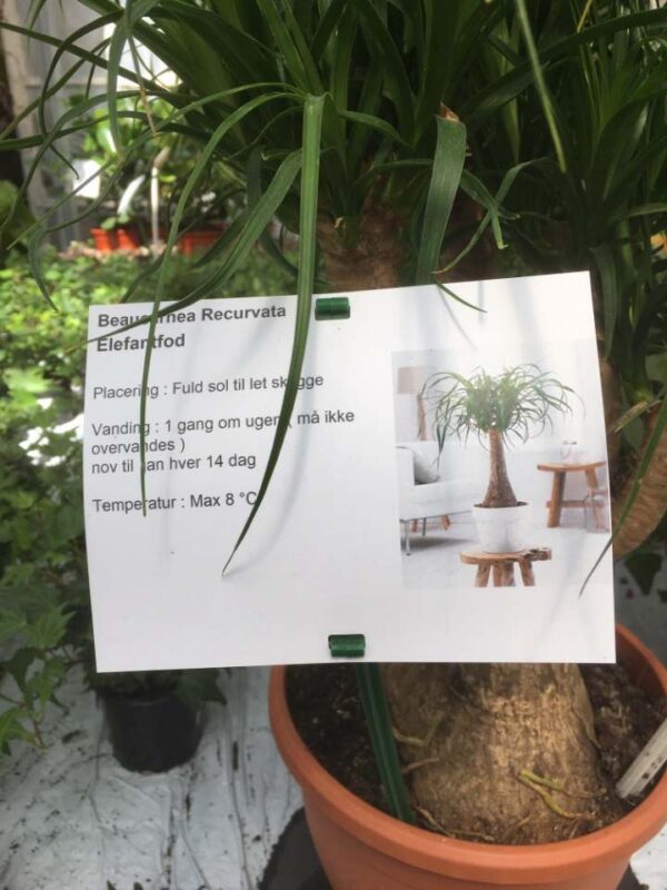 Etykiety prezentacyjne - Sign A5 148 x 210 mm (1) (D) (4211)  FloraLabels