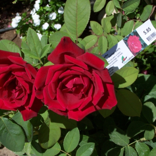 Etykieta pętlowa - Loop Label 38 x 250 mm (5) (3001) FloraLabels - obrazek 3