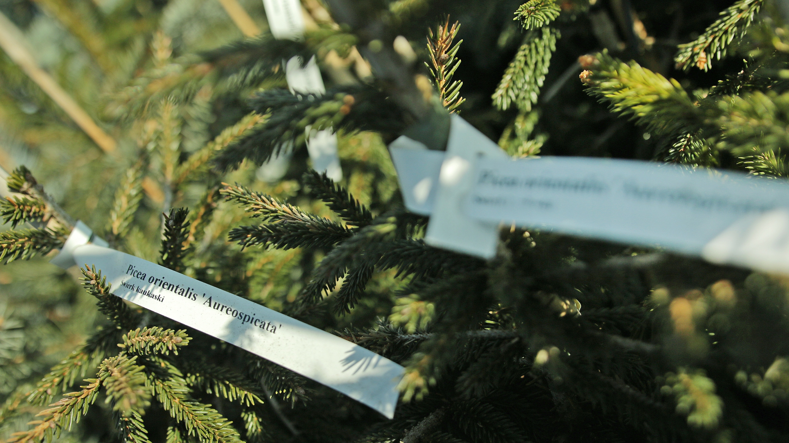 982d166d80a6bbf7901ad0c0ed3fee85