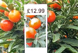 Etykiety wtykane - Pot Label 25 x 115 mm (8) (4226) FloraLabels - obrazek 9