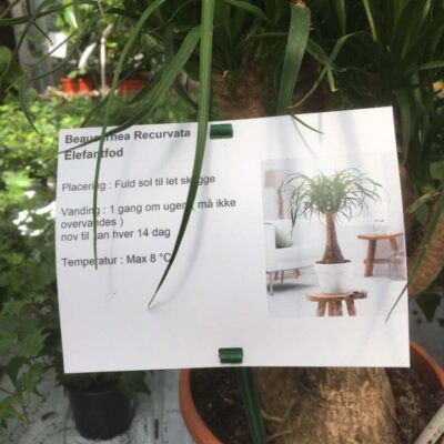 Etykiety prezentacyjne - Sign A6 105 x 140 mm with klick holes (4) (D), 400/pack, A4 sheets (4290) FloraLabels