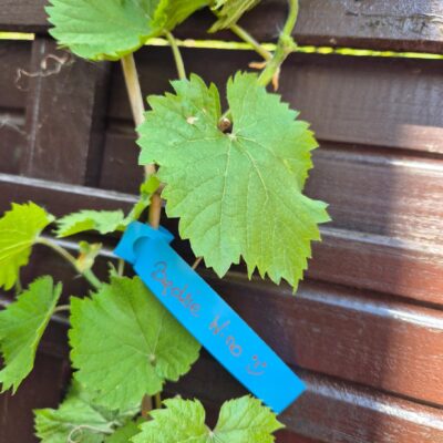 d13db9a069fe0370ffefbb51fdda0d62