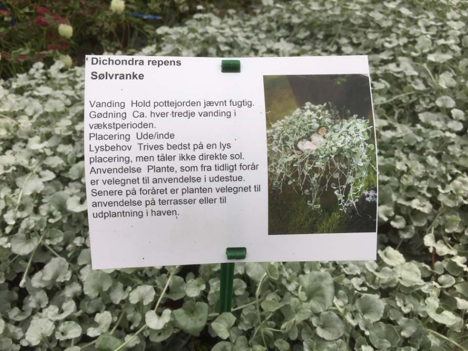 Etykiety prezentacyjne - Sign A5 148 x 210 mm (1) (D) (3011) FloraLabels - obrazek 6