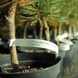 Etykiety ogrodnicze/sadownicze pętlowe CZERWONE(60-155)327x20mm(20x327) 2000szt - obrazek 14