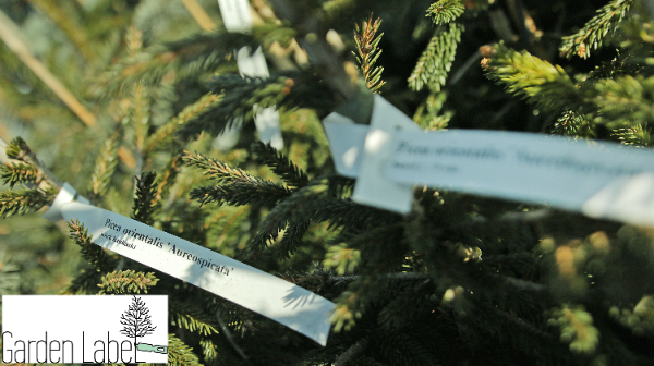 7a854d3f52842e0c04cde788e5e4a560