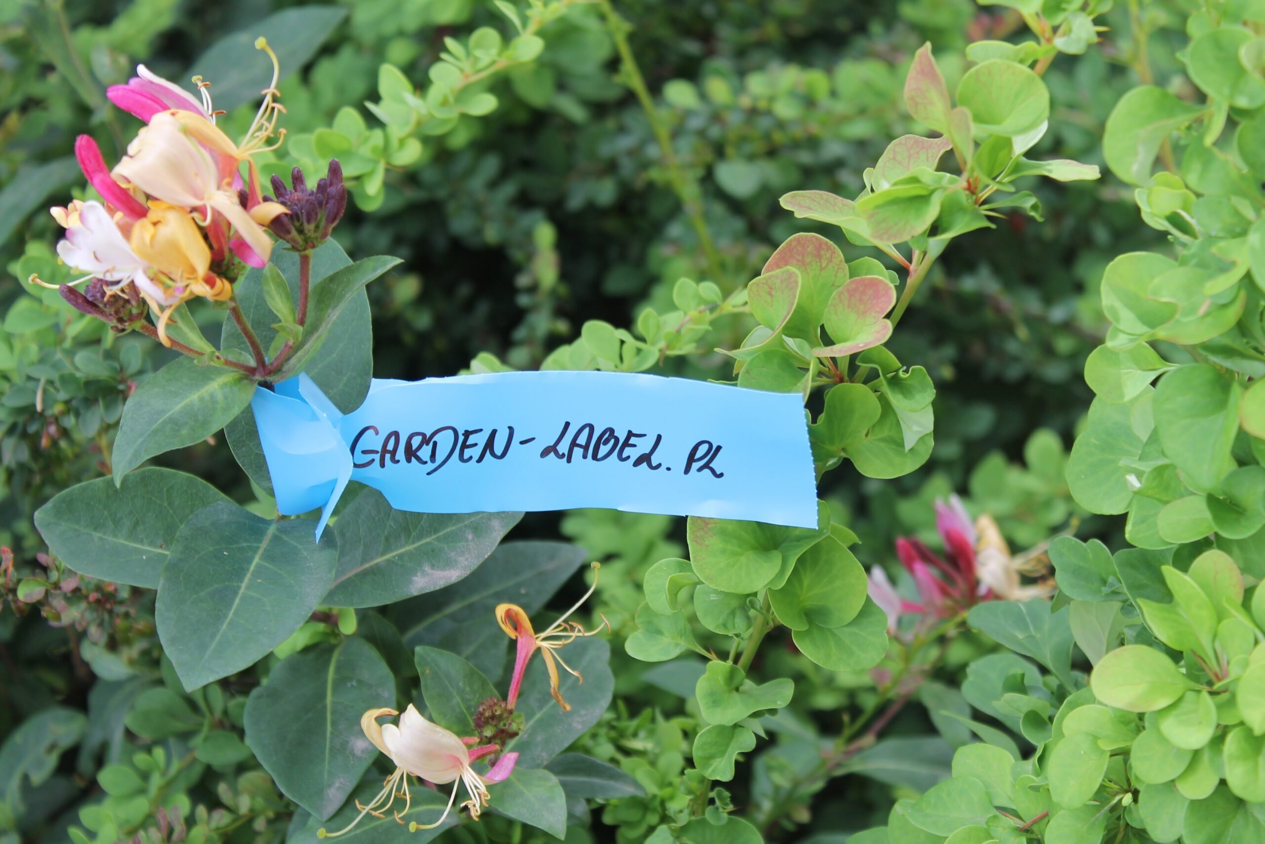 3ed91088251e64de819eca2291c178a0