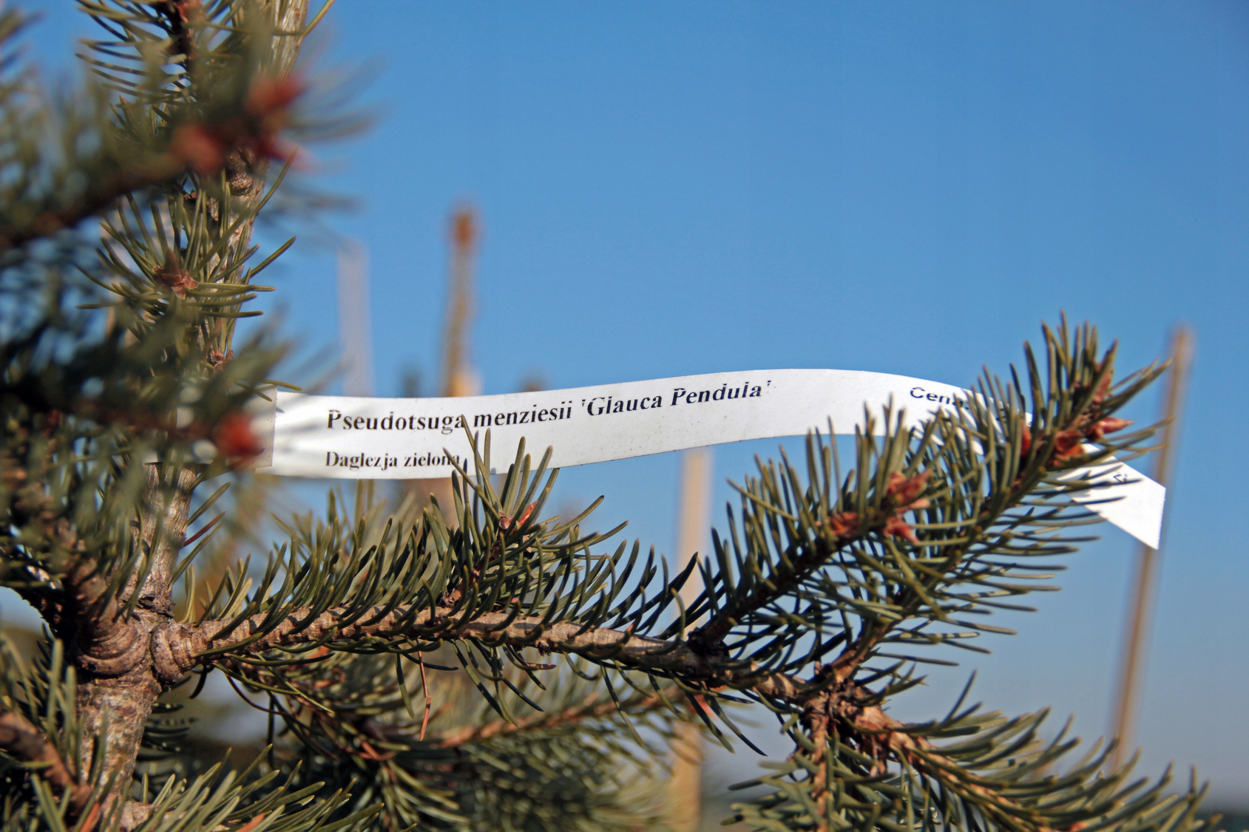 Etykiety ogrodnicze/sadownicze pętlowe POMARAŃCZOWE 200x17mm(17x200) 100szt - obrazek 7