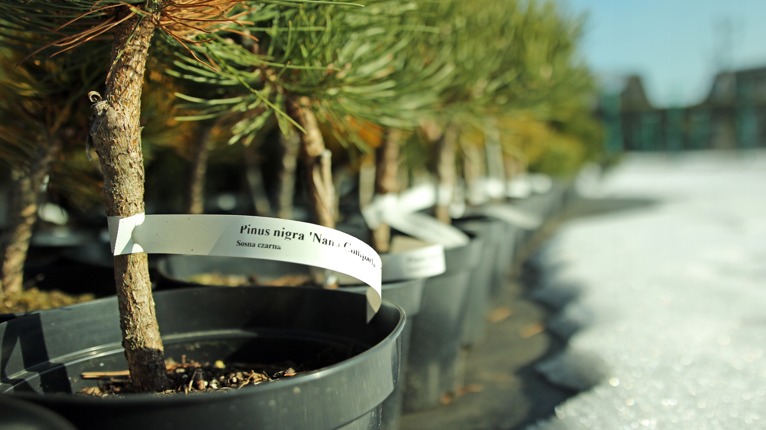 Etykiety ogrodnicze/sadownicze pętlowe BIAŁE 160x17mm(17x160) 500szt - obrazek 8