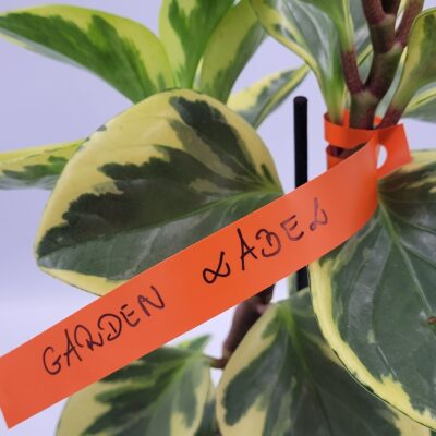 7f7d2ed64078e3c1b078f65d744129b4