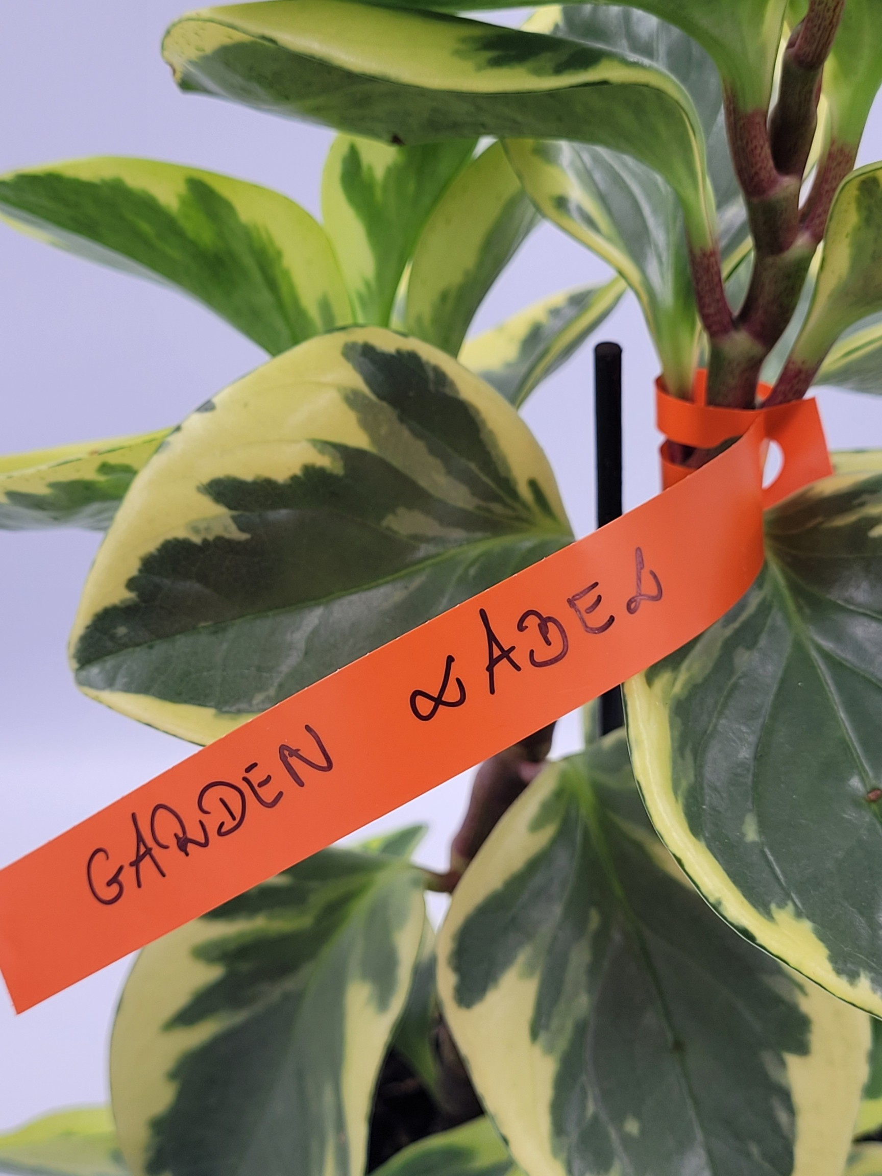 7f7d2ed64078e3c1b078f65d744129b4