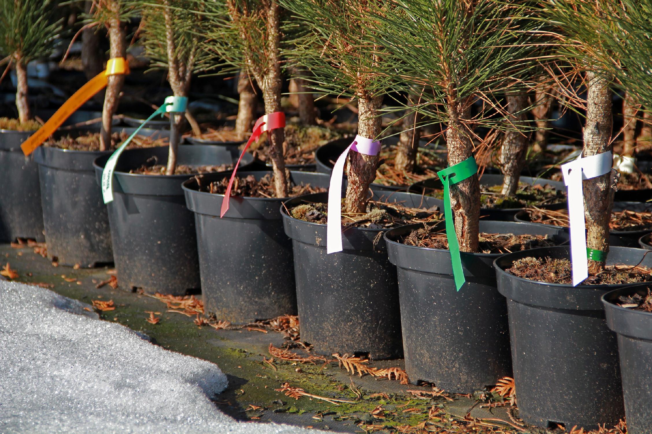 Etykiety ogrodnicze/sadownicze pętlowe POMARAŃCZOWE 200x17mm(17x200) 100szt - obrazek 10