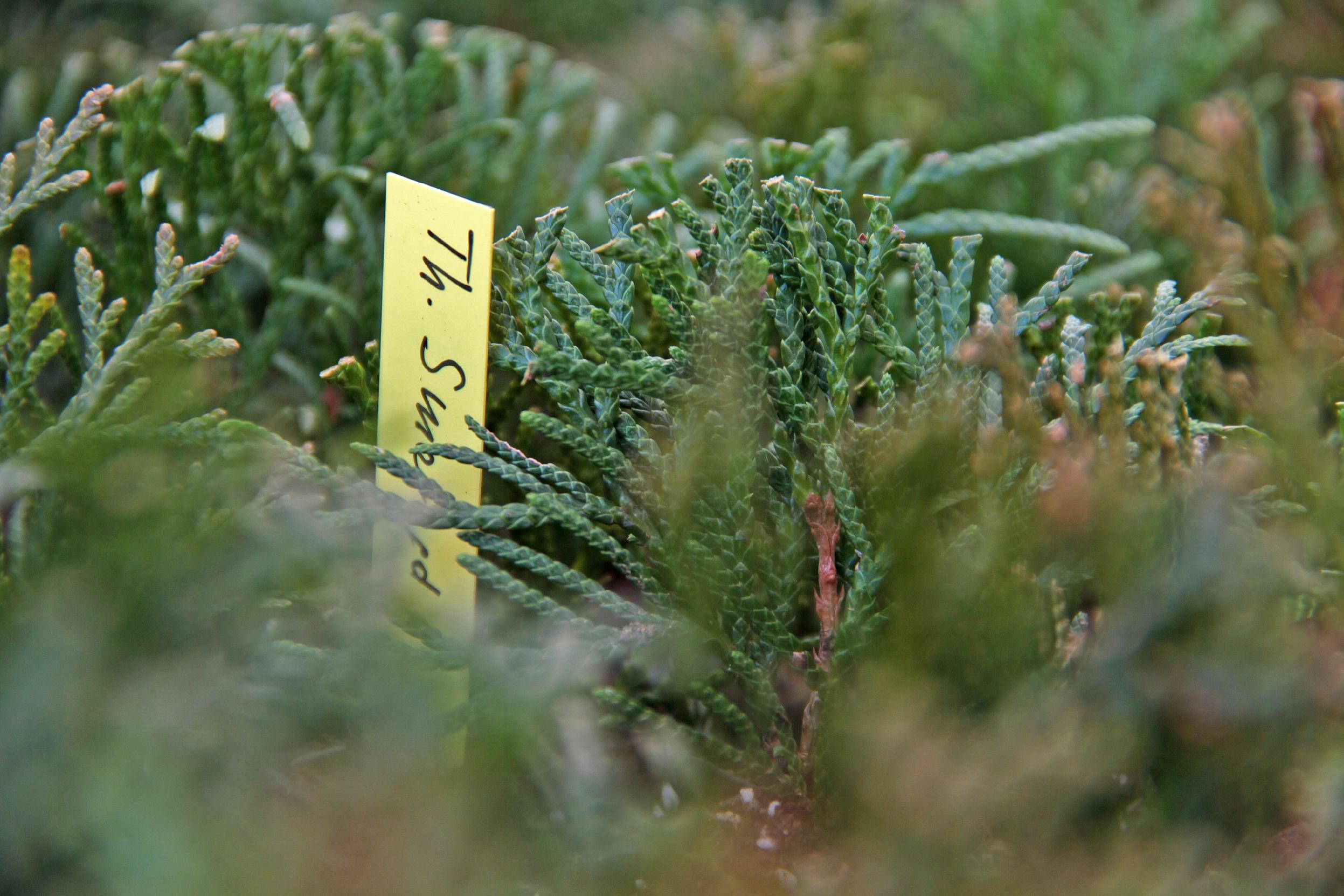 Etykiety ogrodnicze/sadownicze pętlowe BIAŁE DUŻE 400x20mm(20x400) 1000szt - obrazek 7