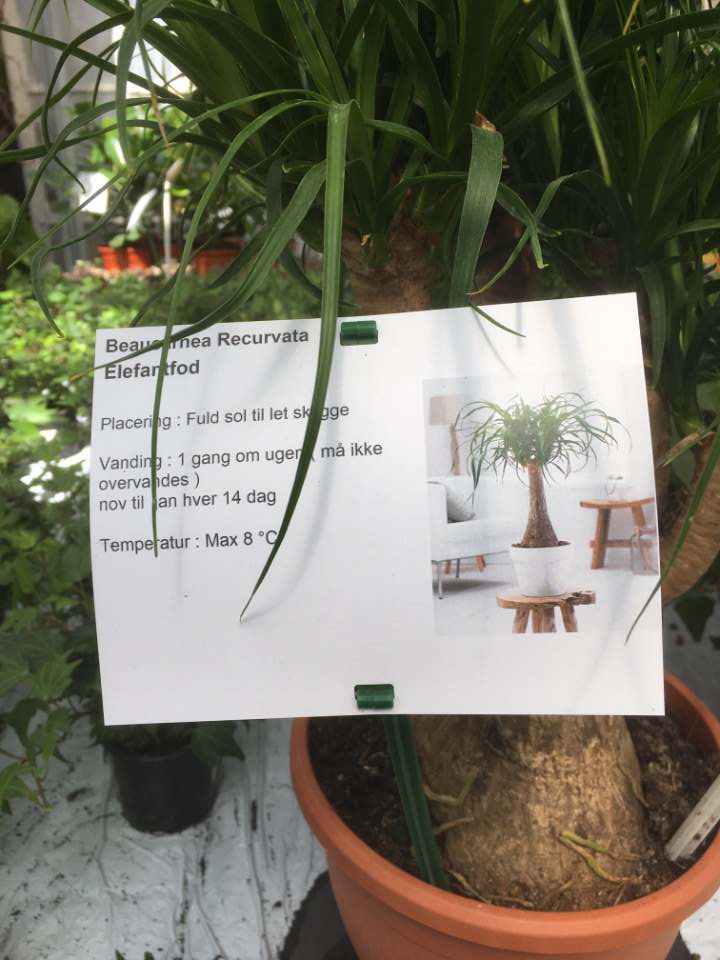 Etykiety prezentacyjne - Sign A4 210 x 297 mm (1) (D) A4 sheets (4213) FloraLabels