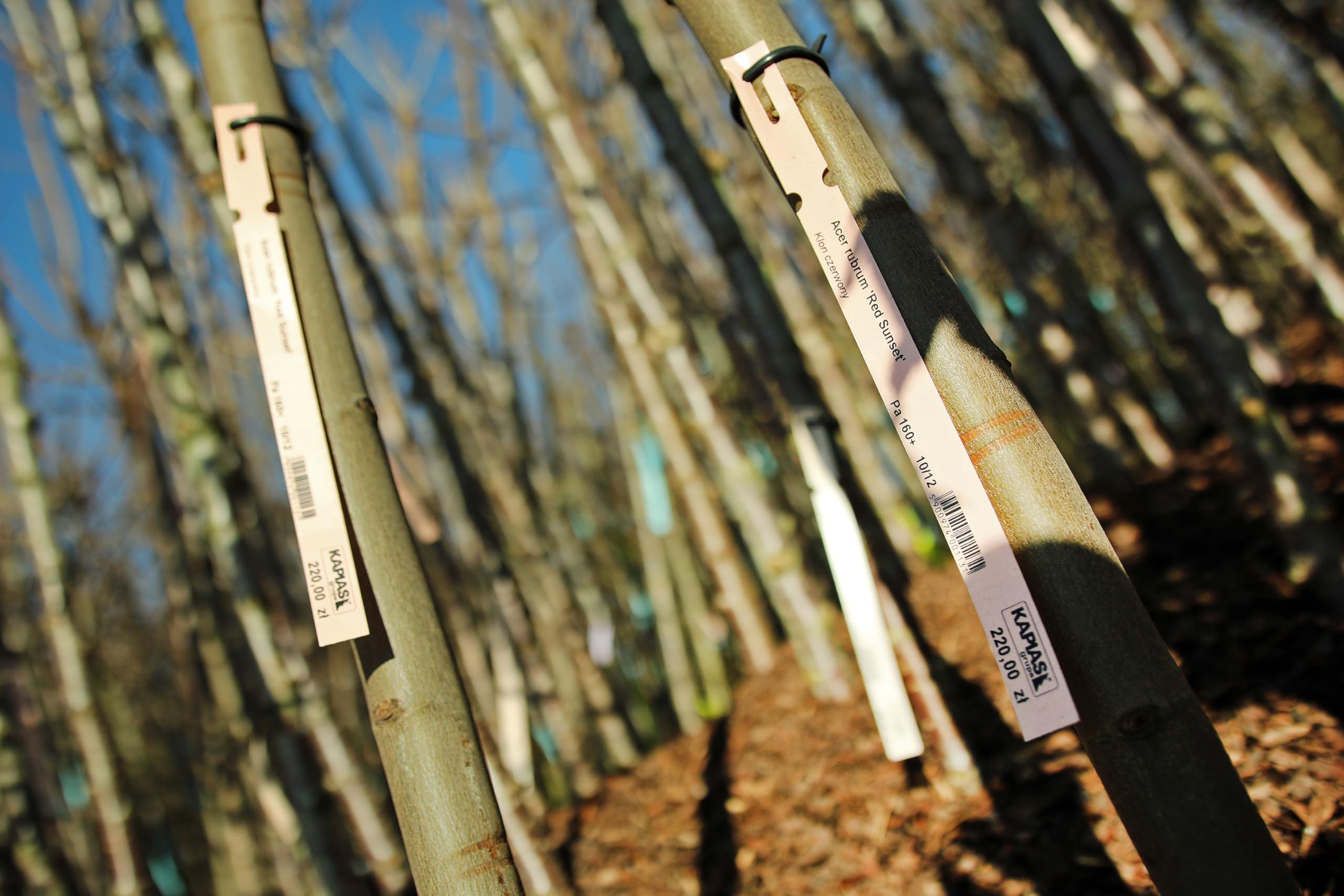 3d4dc989619453ca0f82c341eeb73325