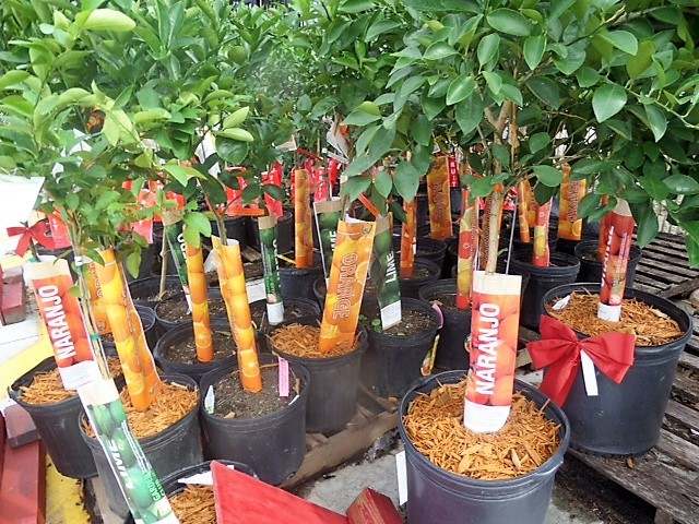 Etykiety prezentacyjne - Sign A5 148 x 210 mm (1) (D) (3011) FloraLabels - obrazek 4