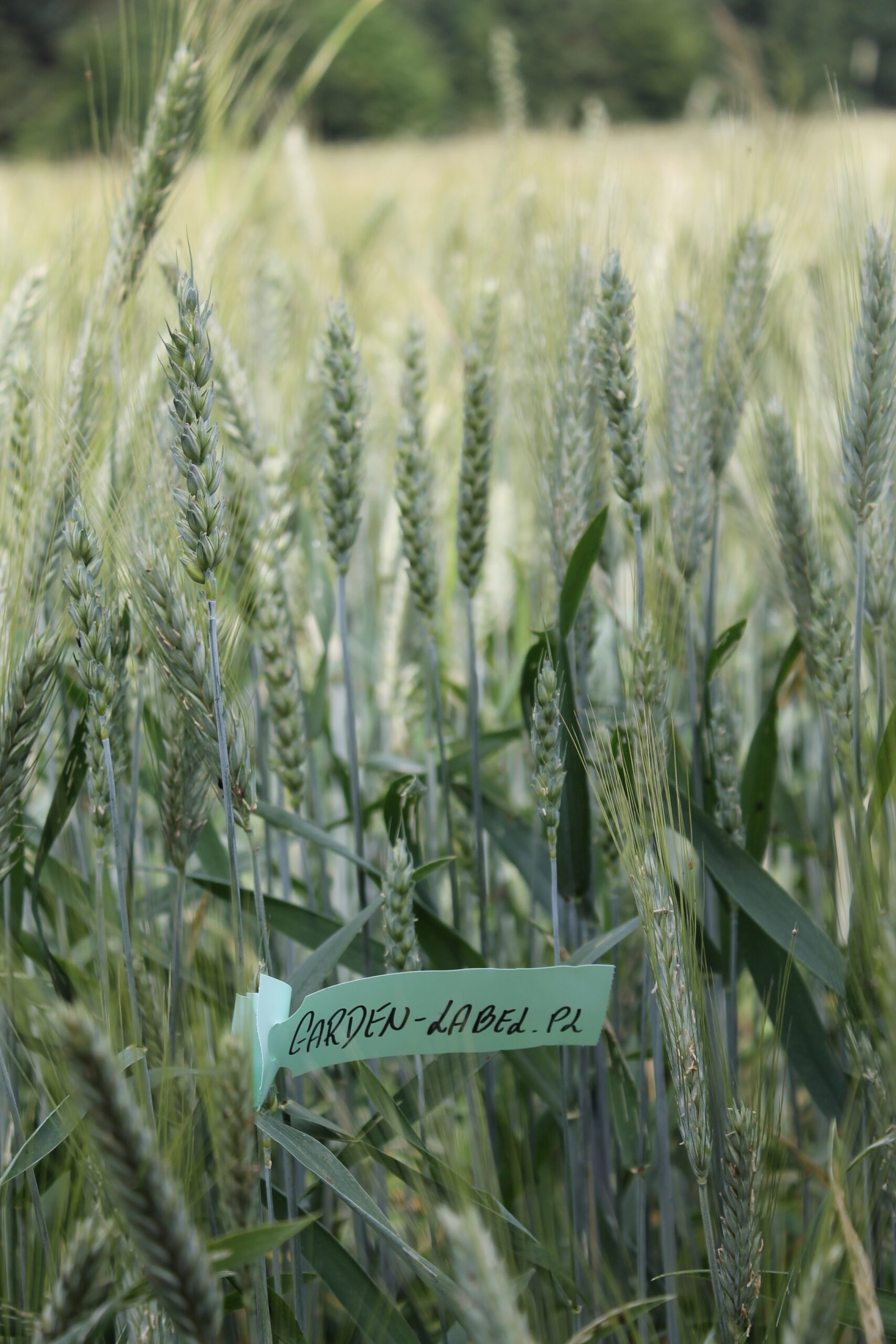 bc0a306419446ad97093ad9541007040