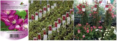 Etykiety samoprzylepne - Selfadhesive Label 99,1 x 67,7 mm (8) (3034) FloraLabels - obrazek 6