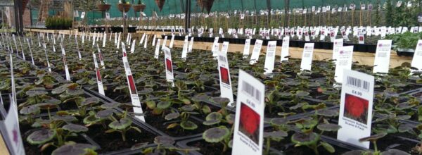 Etykiety wtykane - Pot Label 40 x 170 mm (5) (4203) FloraLabels - obrazek 11
