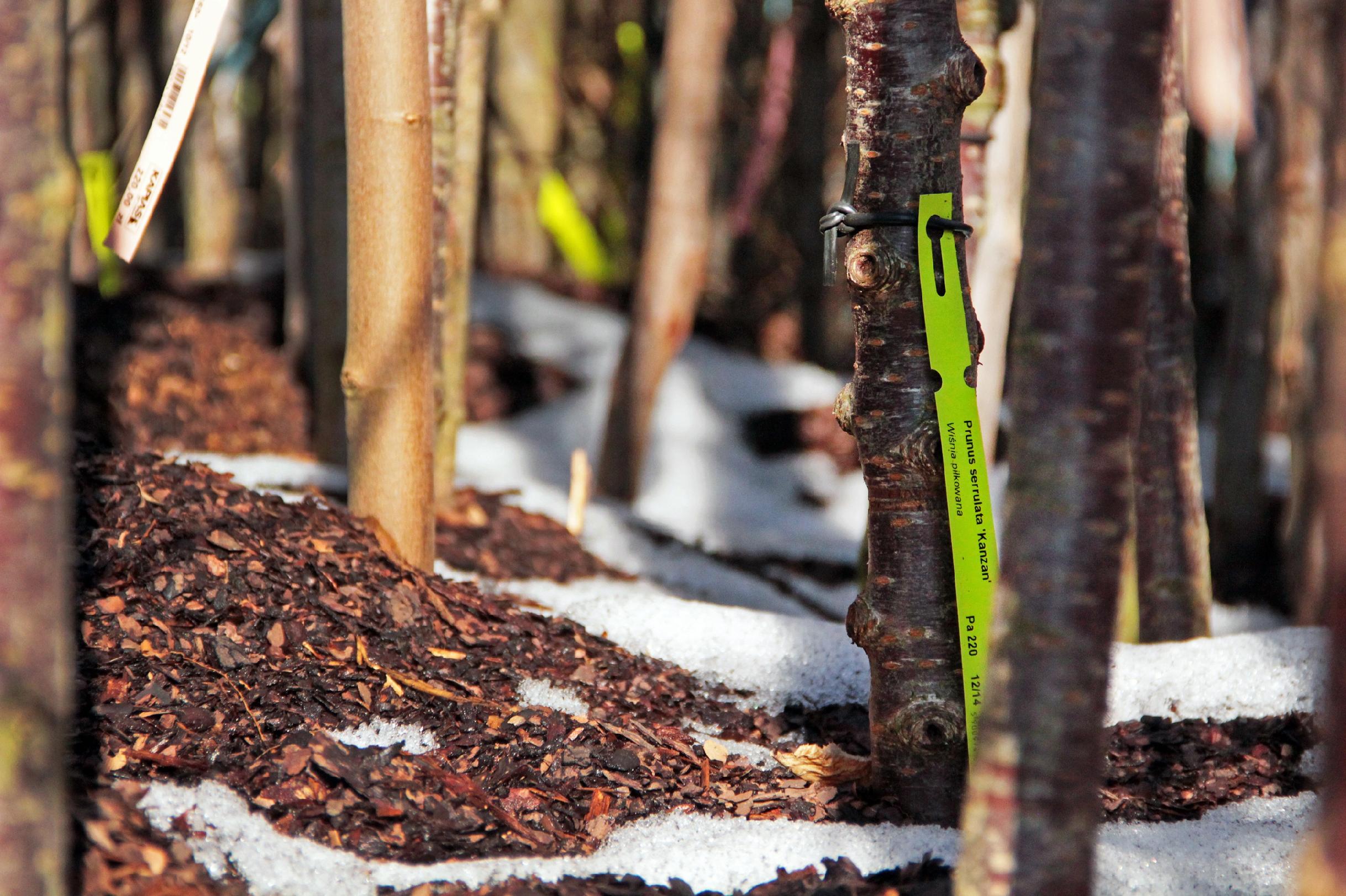 Etykiety ogrodnicze/sadownicze pętlowe Pomarańczowe 250x17mm(17x250) 100szt - obrazek 9