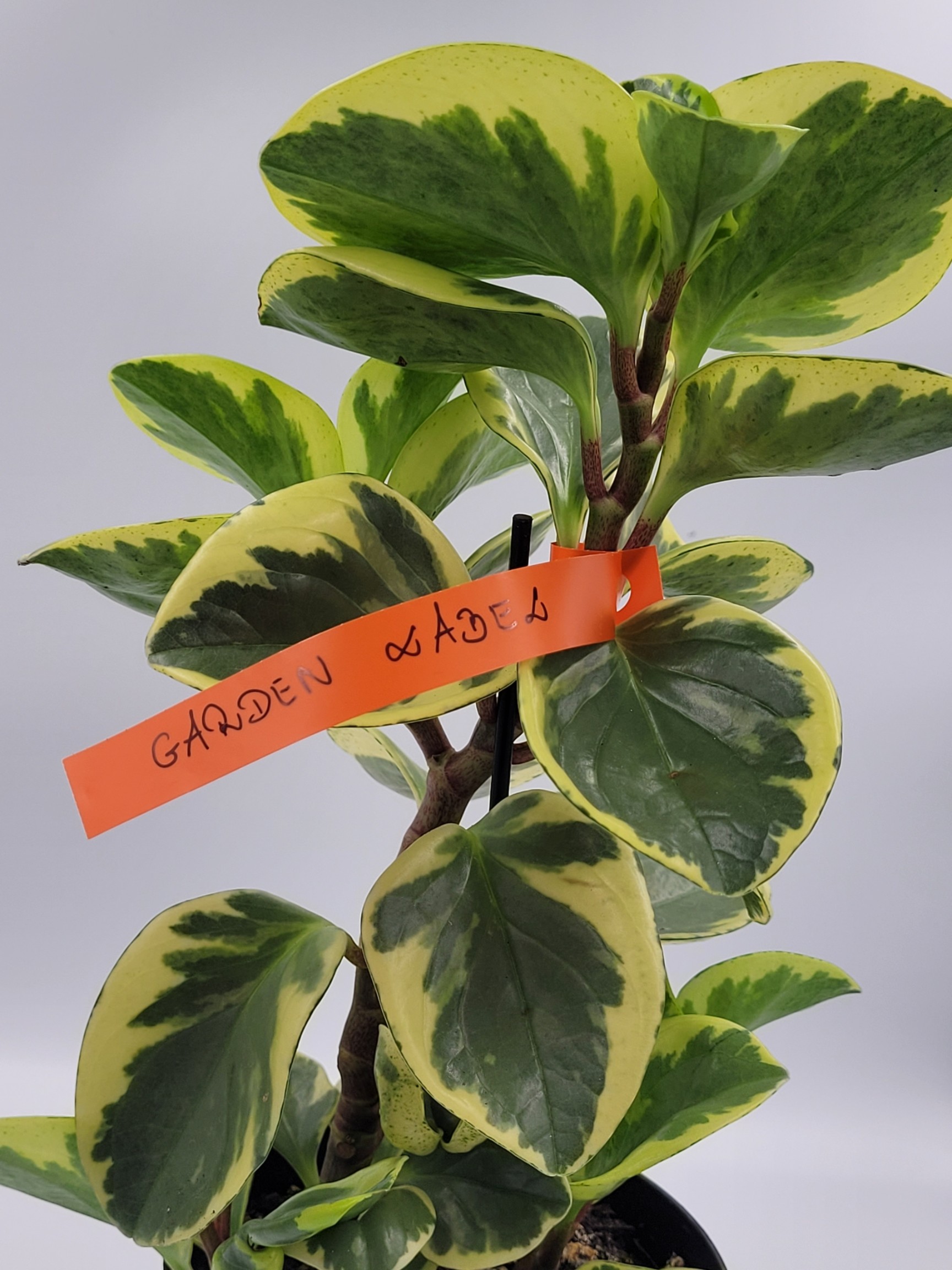 Etykiety ogrodnicze/sadownicze pętlowe Pomarańczowe 250x17mm(17x250) 100szt - obrazek 4