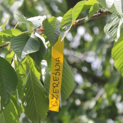 c2d99461991c3f85430d443e1808c19f