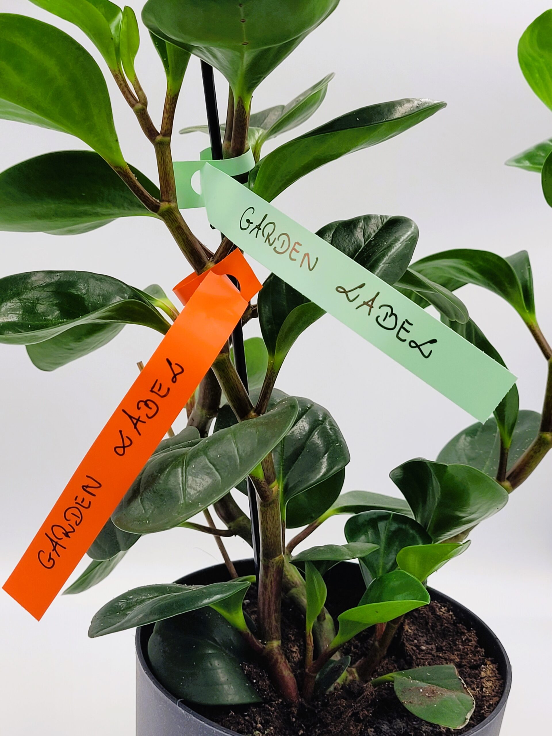 4b85a55bb8d314f79990ec0bdea2d86e