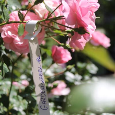 a85ff66c12fd4e66ee11fafb0776e1ce