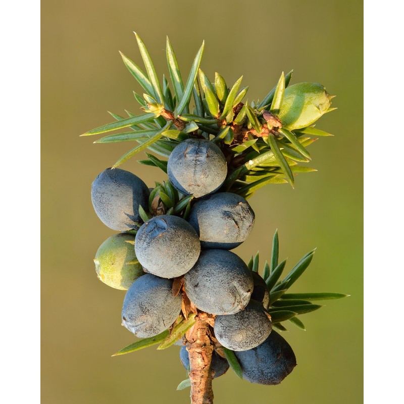 a10e80d540bbf6f3bc549144e131dd63