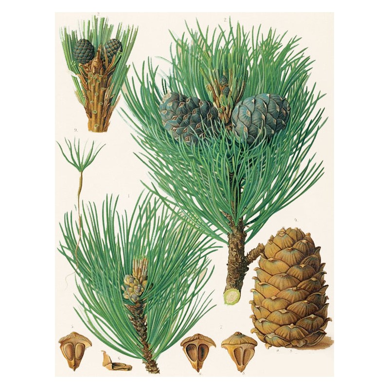 20521f56bc6d4ee1c0f0d9bec7bb6cb9