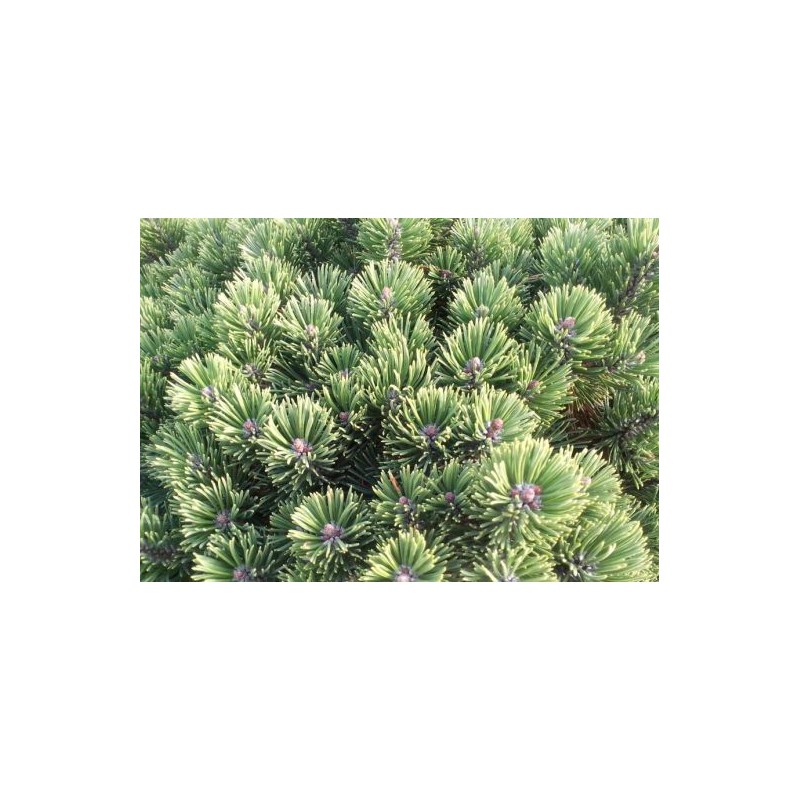 395ba35f0334879af7322f505ae526a6